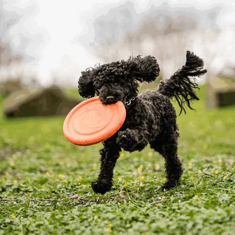 Μαλακό frisbee